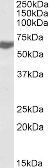 RAP1 Antibody in Western Blot (WB)