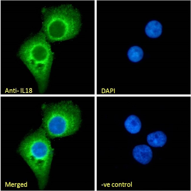 IL-18 Antibody in Immunocytochemistry (ICC/IF)