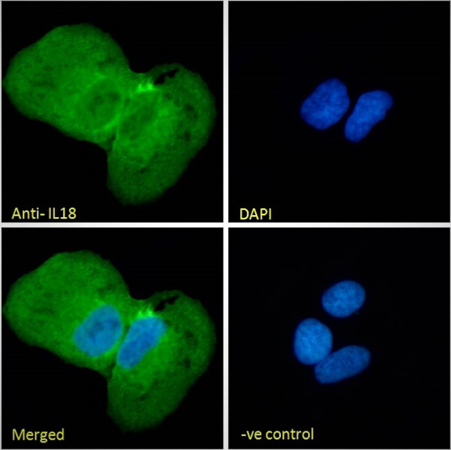 IL-18 Antibody in Immunocytochemistry (ICC/IF)