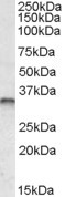 JunB Antibody in Western Blot (WB)