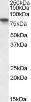 XPNPEP1 Antibody in Western Blot (WB)