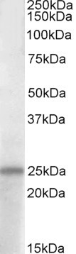 PACAP Antibody in Western Blot (WB)