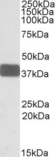 WNT9B Antibody in Western Blot (WB)