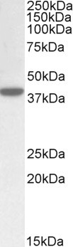 ERLIN1 Antibody in Western Blot (WB)