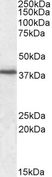 JAM-A (CD321) Antibody in Western Blot (WB)