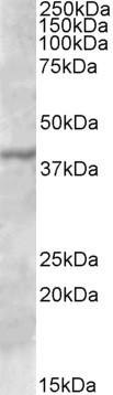 TFB1M Antibody in Western Blot (WB)