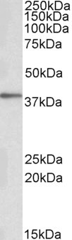 PRKCDBP Antibody in Western Blot (WB)