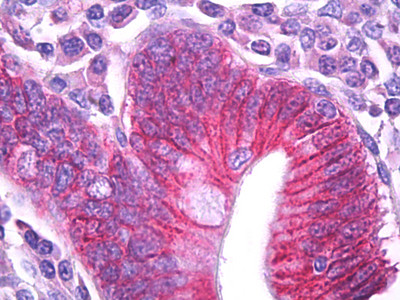 ATP1B1 Antibody in Immunohistochemistry (Paraffin) (IHC (P))