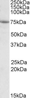 AARSD1 Antibody in Western Blot (WB)