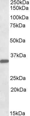 FGL1 Antibody in Western Blot (WB)