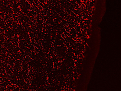 GAL Antibody in Immunohistochemistry (PFA fixed) (IHC (PFA))