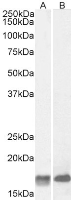 GAL Antibody in Western Blot (WB)