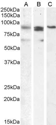 Blimp-1 Antibody in Western Blot (WB)