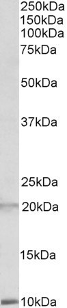 Defensin 1/3 Antibody in Western Blot (WB)