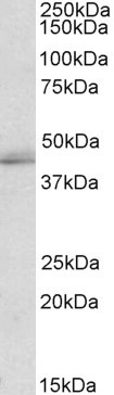 TIA1/TIAL1 Antibody in Western Blot (WB)