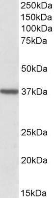 TOMM40 Antibody in Western Blot (WB)