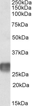 LAIR1 Antibody in Western Blot (WB)