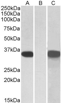 CRISP2 Antibody in Western Blot (WB)