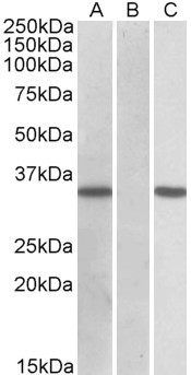 CRISP2 Antibody in Western Blot (WB)