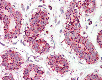 Aconitase 2 Antibody in Immunohistochemistry (Paraffin) (IHC (P))