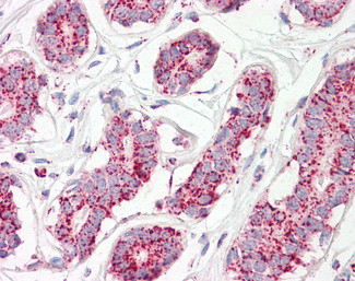 Aconitase 2 Antibody in Immunohistochemistry (Paraffin) (IHC (P))