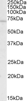 c-Rel Antibody in Western Blot (WB)