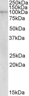 NLRX1 Antibody in Western Blot (WB)