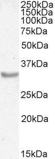 Myogenin Antibody in Western Blot (WB)