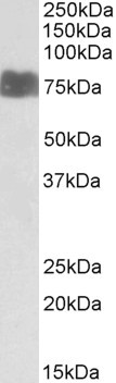 LARGE Antibody in Western Blot (WB)