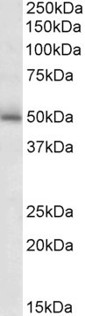 GABRG2 Antibody in Western Blot (WB)
