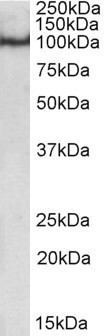 OCT1 (POU2F1) Antibody in Western Blot (WB)