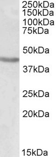 POU3F2 Antibody in Western Blot (WB)