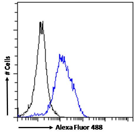 POU3F3 Antibody in Flow Cytometry (Flow)