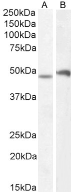 POU3F3 Antibody in Western Blot (WB)