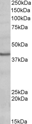 POU4F3 Antibody in Western Blot (WB)