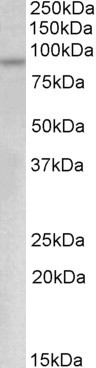 Myb Antibody in Western Blot (WB)