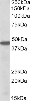 PBX1 Antibody in Western Blot (WB)