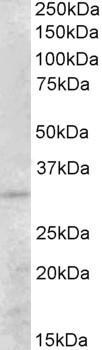 PEX26 Antibody in Western Blot (WB)