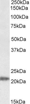 IMP3 Antibody in Western Blot (WB)