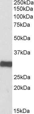 ETFA Antibody in Western Blot (WB)