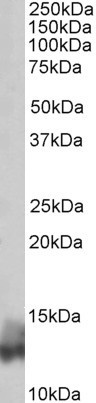 Phospholamban Antibody in Western Blot (WB)