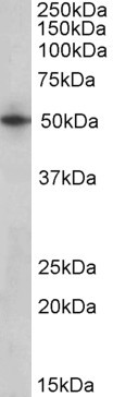 ARTS Antibody in Western Blot (WB)