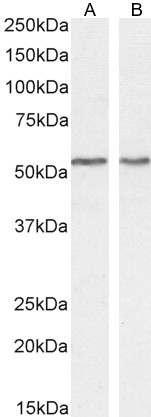 ARTS Antibody in Western Blot (WB)