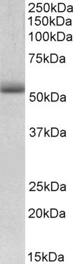 TRIM72 Antibody in Western Blot (WB)