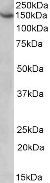 AGTPBP1 Antibody in Western Blot (WB)