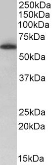 TH1L Antibody in Western Blot (WB)