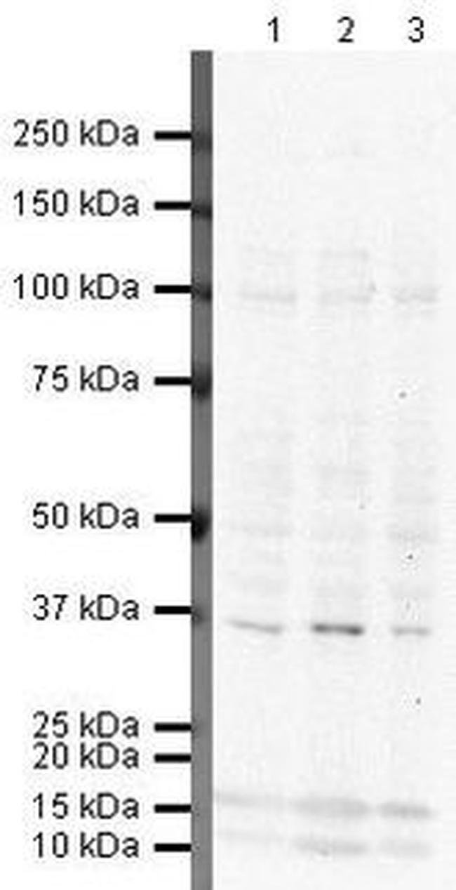 YBX1 Antibody in Western Blot (WB)