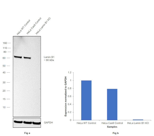 Lamin B1 Antibody