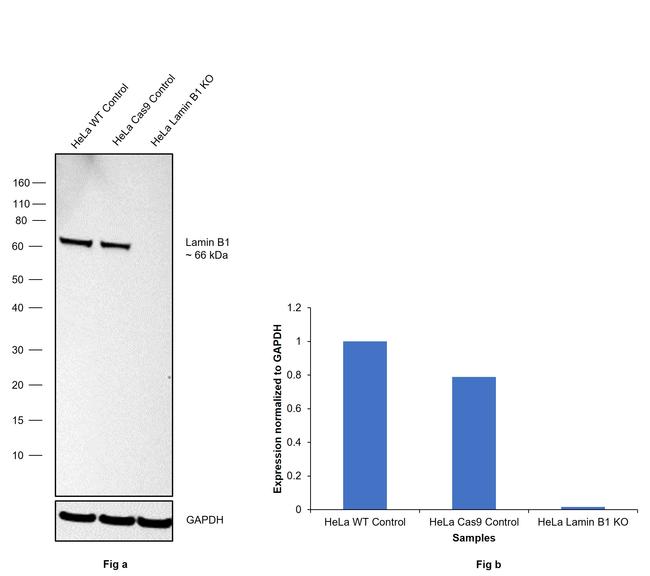 Lamin B1 Antibody in Western Blot (WB)