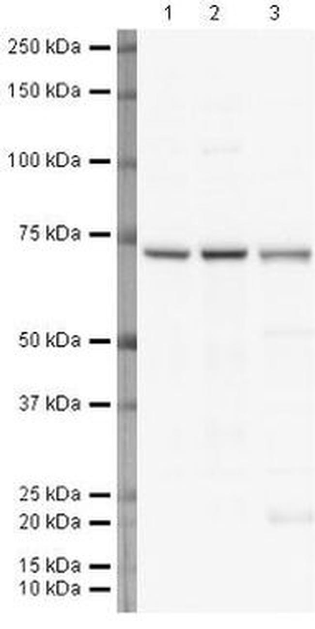 Lamin B1 Antibody in Western Blot (WB)